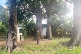 Ấn tượng xoài cổ thụ ở thôn Đoàn Kết