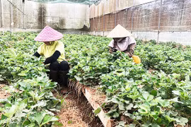 Ia Grai đẩy mạnh liên kết sản xuất nông sản an toàn