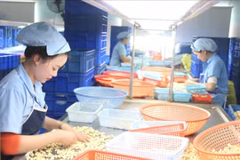 Hạt điều Đắk Nông "vươn khơi" chinh phục thị trường thế giới