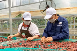 Tây Nguyên: Nông sản được giá, nông dân ăn tết lớn