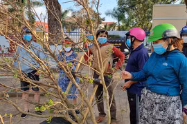 Mai rừng đem xuân về phố núi Pleiku