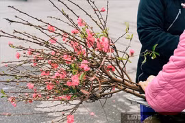 Cách chọn mua cành đào, cây đào đẹp vào dịp Tết 2022