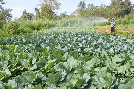 Dự án ARISE giúp nông dân phục hồi sản xuất