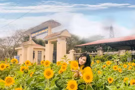 Hoa xuân vườn trường