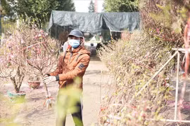 Lịch nghỉ Tết Nhâm Dần 5 ngày liên tục, từ 31.1 đến hết ngày 4.2