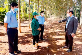 Công ty TNHH một thành viên Cao su Chư Prông: Gắn sản xuất với bảo vệ môi trường
