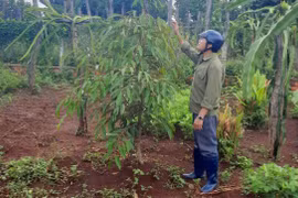 Chư Sê đầu tư xây dựng thương hiệu sầu riêng đặc sản