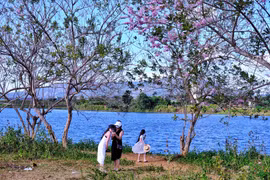 Đỗ mai báo xuân về