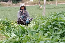 Phú Yên: Trồng thứ "rau nhà nghèo" trên đất xấu, nào ngờ nông dân ở đây lại "đút túi" nhiều tiền hơn là cấy lúa