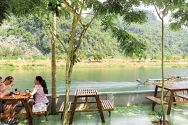 Hồi sinh "thủ phủ" sưa