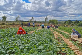 Phụ nữ TP. Pleiku thu hoạch 25 tấn nông sản ủng hộ công tác phòng-chống dịch Covid-19