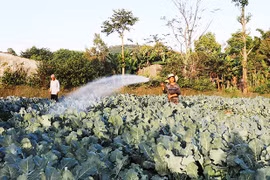 Lan tỏa phong trào cải tạo vườn tạp trồng rau xanh