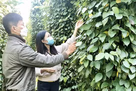 Nông dân Đak Đoa thâm canh hồ tiêu bền vững