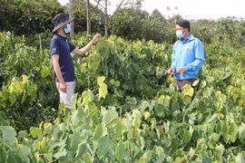 Trồng thứ rau rừng tốt um giữa vùng cà phê, ai ngờ một nông dân lại giàu lên