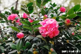 6 cây cảnh có hoa nở rộ đêm Giao thừa, có ý nghĩa tốt lành, rực rỡ, lại không đắt