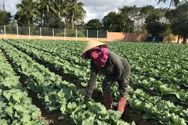 Vui buồn rau Tết