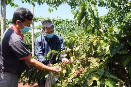 Gia Lai ban hành định mức kinh tế-kỹ thuật cây trồng, vật nuôi hiệu lực từ 23-1-2022