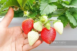 Trồng thứ cây thấp lùn, xanh ngăn ngắt, thác lá ra đầy quả đỏ, nông dân Sơn La bán dịp Tết đắt hàng