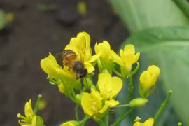 Vườn nhà sang xuân