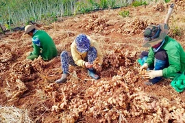 Đắk Lắk: Nông dân cay đắng nhìn đống gừng sắp thối, hỏng mà chẳng có người mua