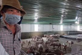 Bầu Đức tự tin sẽ trả được nợ từ mô hình "heo ăn chuối"