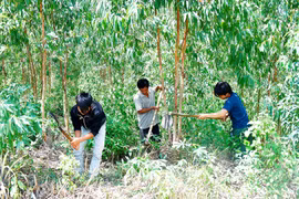 Xanh thẳm những cánh rừng Đak Pơ