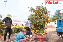 Pleiku rộn ràng ngày cuối năm