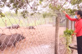 Krông Pa: Triển vọng mô hình nuôi heo địa phương