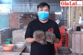 Khởi nghiệp thành công từ mô hình nuôi dúi