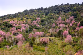 Thắm sắc đào núi Lang Biang