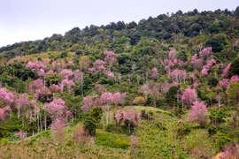 Thắm sắc đào núi Lang Biang