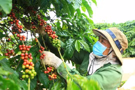 Bước đột phá trong sản xuất cà phê