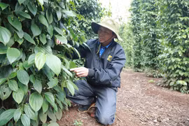 Nâng tầm giá trị hồ tiêu Cư Kuin