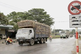 Gia Lai: Báo động tình trạng xe chở nguyên liệu mía quá khổ, quá tải