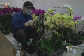 Nghề cắm hoa Lan dịp Tết mang lại thu nhập "khủng"