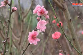 Độc lạ hoa đào Nhật Tân 3 màu khoe sắc ở Đà Lạt