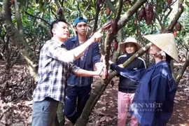 Đắk Lắk: Bỏ phố về quê, hotmen bắt tay với nông dân trồng cây ra trái lạ, xay ra thứ bột thơm lừng