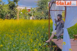 Rực rỡ hoa cải vàng ở Phố núi