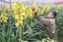 Địa lan Tết nở sớm, nhà vườn Đà Lạt kém vui