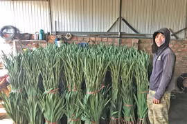 Nhà vườn khấp khởi vì hoa lay ơn tăng giá