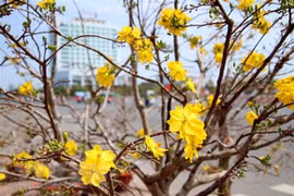 Doanh thu từ cây hoa mai vàng truyền thống ở Bình Định đạt kỷ lục