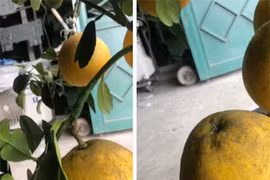 Như một cú lừa ngày Tết: Sung bonsai gắn quả đầy gốc nhờ keo 502, táo bonsai lại nở ra hoa dâm bụt