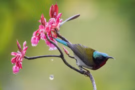 Đào chuông bung nở, một mùa xuân nhung nhớ lại về trên đỉnh Bà Nà