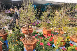 Không phải đào hay quất, loại mai "quốc hồn quốc tuý" này mới khiến nhiều người mê mẩn dịp Tết Nguyên đán 2022