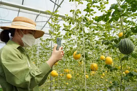 Vườn dưa hấu vàng ruột đỏ thu hút bạn trẻ đến 'check-in'