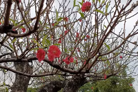 Đào khủng có dáng "bàn tay lộc" được hét giá gần 100 triệu