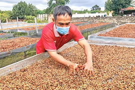 Giàu nhờ cà phê sạch