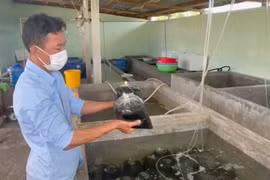 Biến rong nho thành sản phẩm có giá trị kinh tế cao