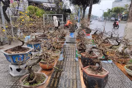 Giá mai ở Đà Nẵng giảm sâu, vẫn rất ít người mua