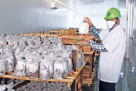 Nông trại Five A: Sạch từ sản xuất đến tiêu dùng